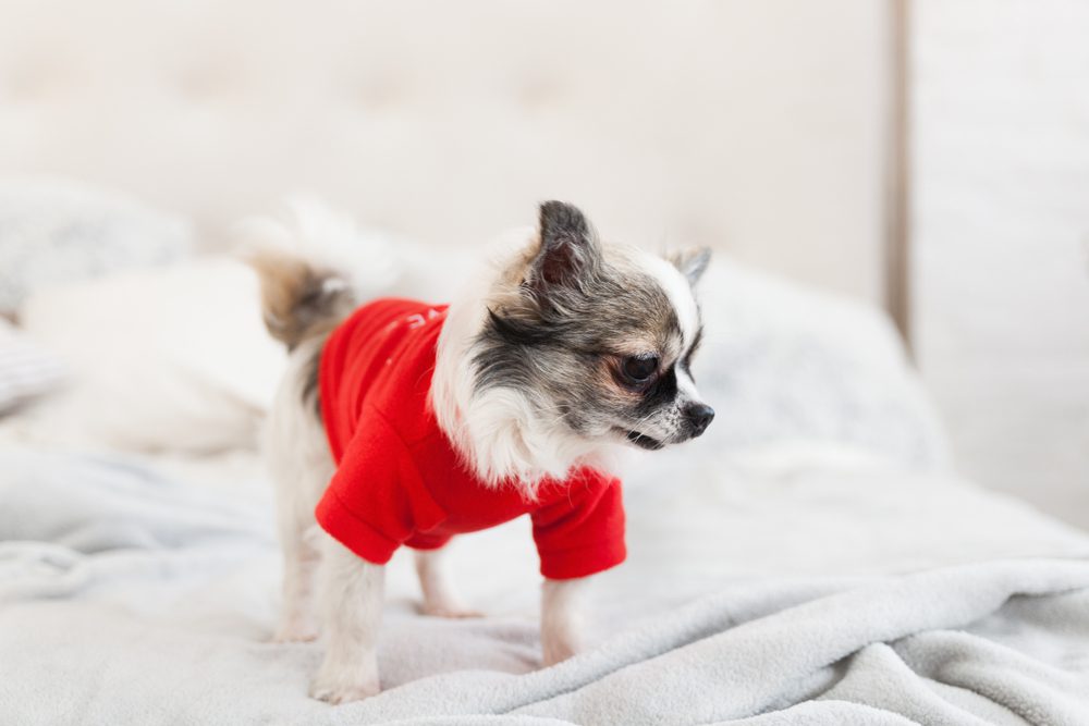 chihuahua wearing cute red sweater