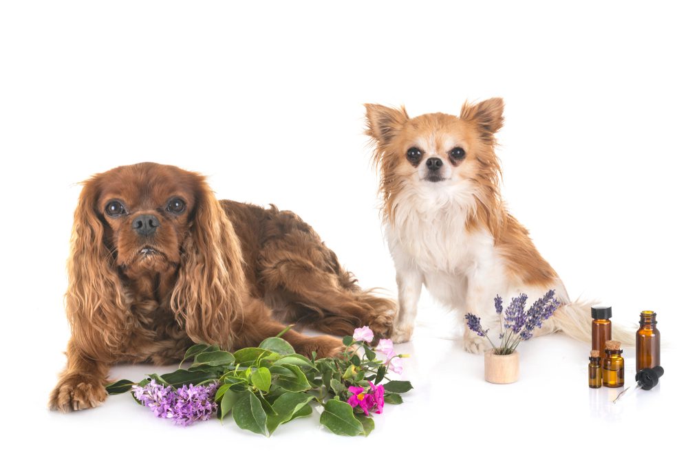 chihuahua and cocker spaniel with flowers and bottles of essential oils
