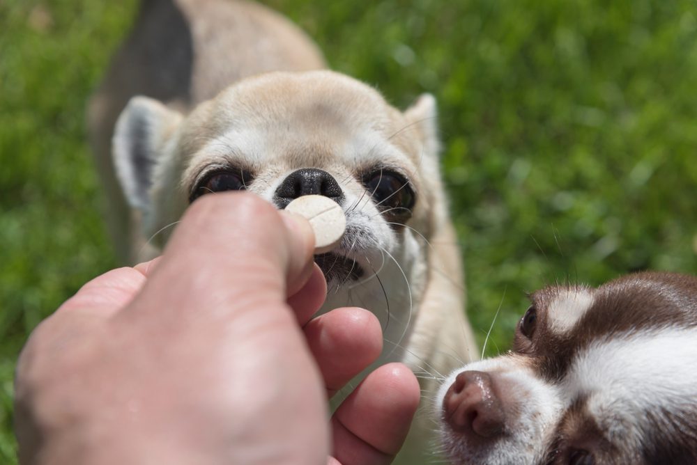 giving a pill to a chihuahua with another chihuahua closely watching
