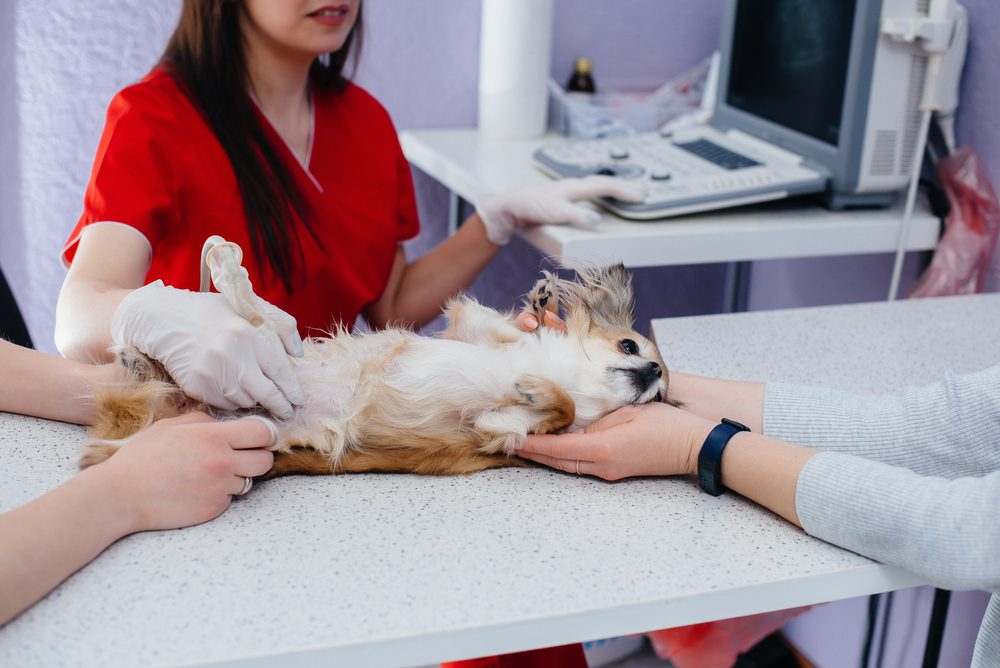 chihuahua on table at veterinarians getting an x-ray