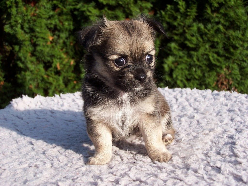 sable long haired chihuahua puppy