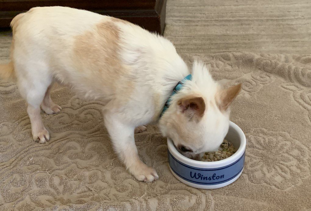 a fawn and cream short-haired chihuahua eating from a blue bowl that says winston