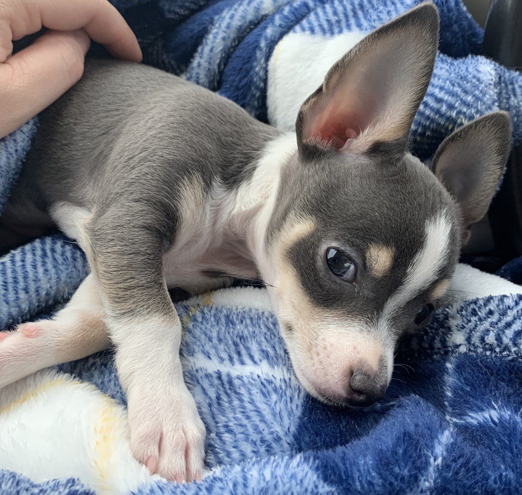 may chi of the month winner is gunner, a blue and white chihuahua puppy