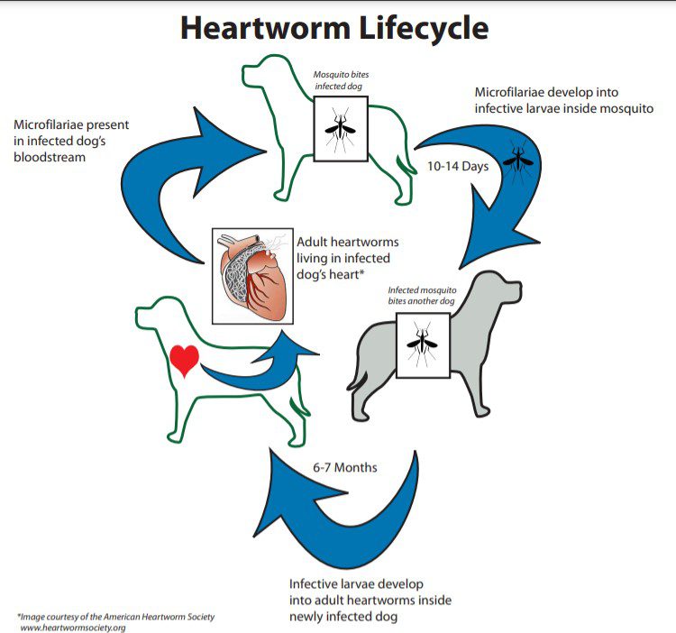 life cycle of heartworms info graphic