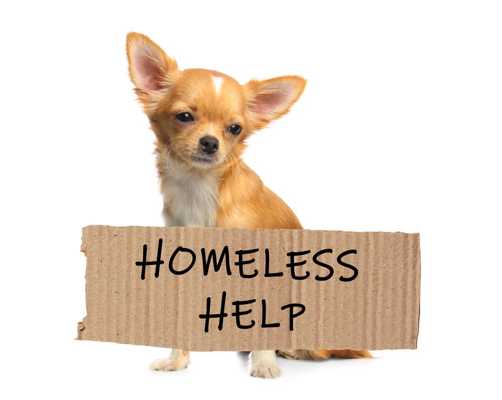 tan chihuahua holding a cardboard sign that says homeless help