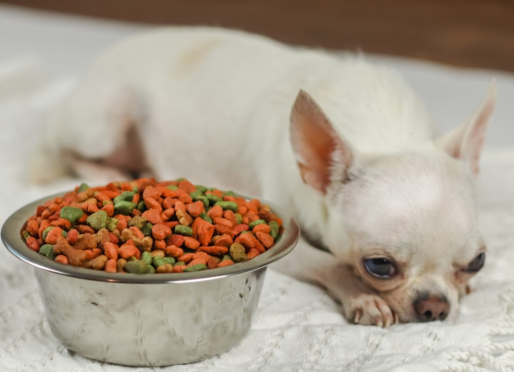 a white chihuahua lying down looking sad beside a full bowl of dry dog food or kibble