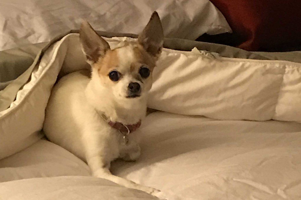 a fawn and whit short-haired chihuahua lying on a bed half covered by a comforter looking at the camera
