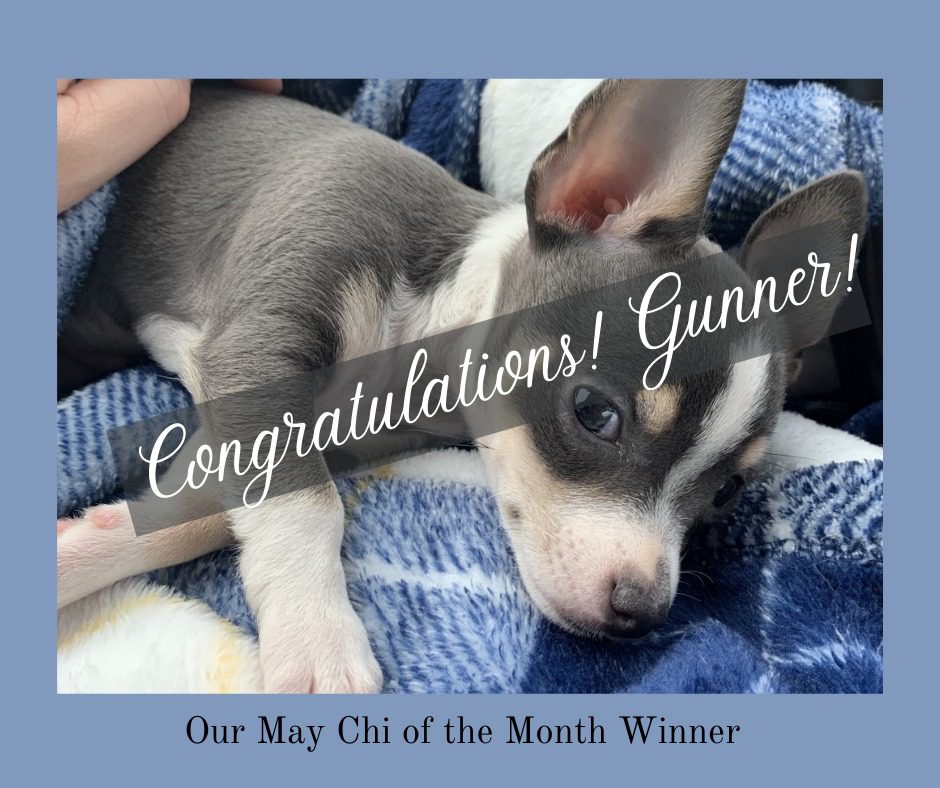 may chi of the month winner is gunner, a blue and white chihuahua puppy