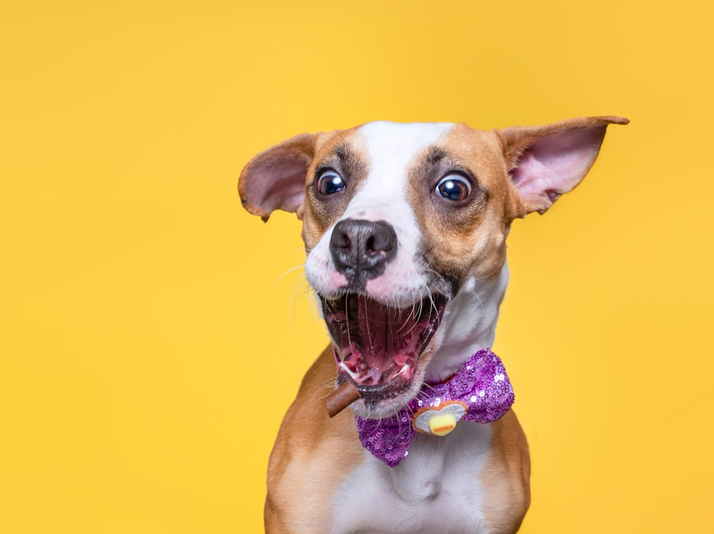 brown and white chihuahua mix wearing a purple bow tie looking very scared or startled with yellow background