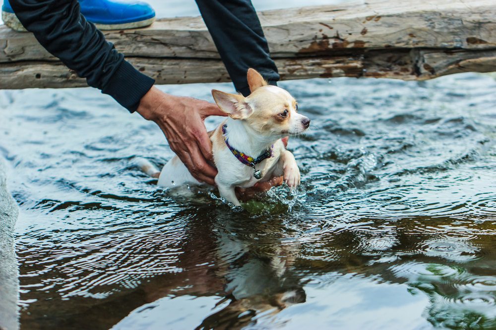 chihuahua being lowered into a swimming pool