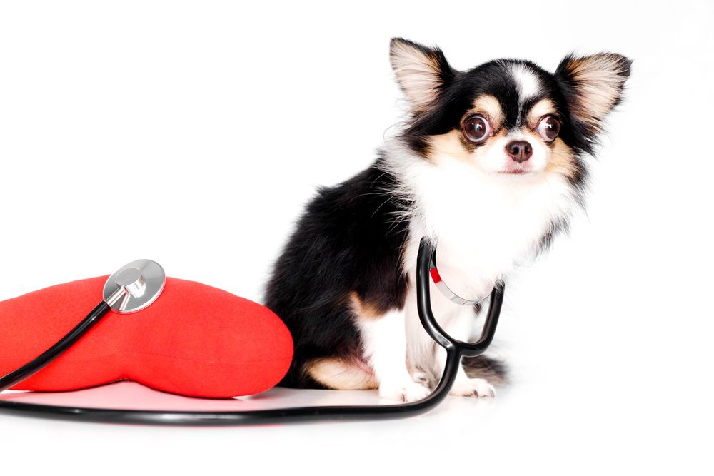 black, brown, and white long haired Chihuahua with stethoscope around his neck and a red heart shaped pillow on white background