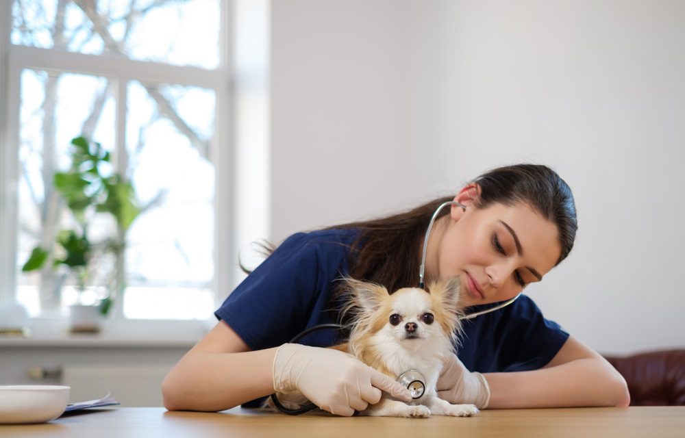 female veterinarian listening to the heart of a fawn and white long haired chihuahua.