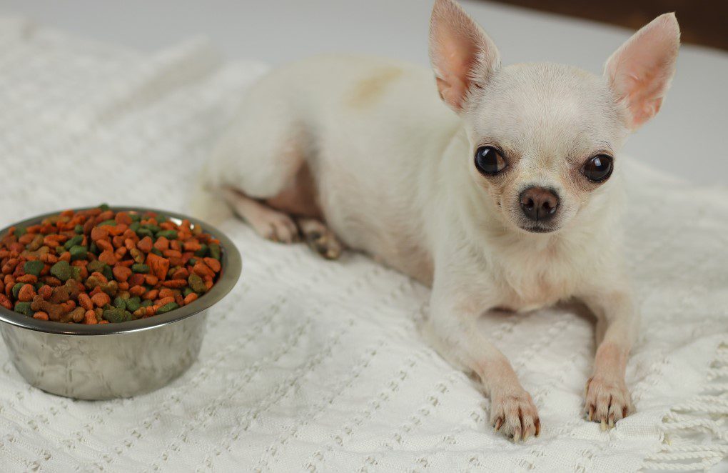 cream short haired chihuahua lying next to a bowl full of kibble or dry dog food.