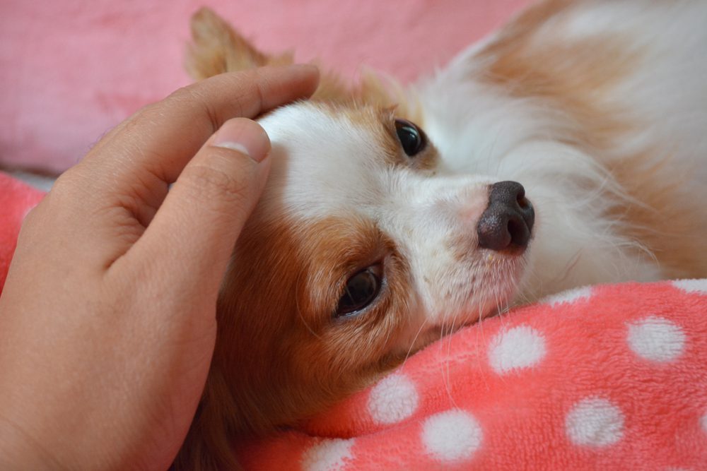 person's hand comforting a chihuahua by petting on the head