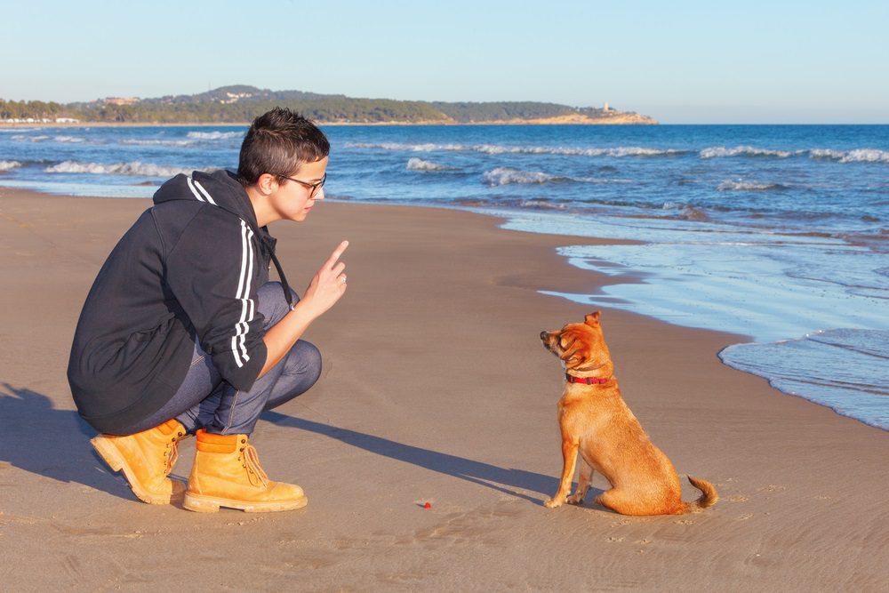 woman and brown chihuahua in a training session on the beach