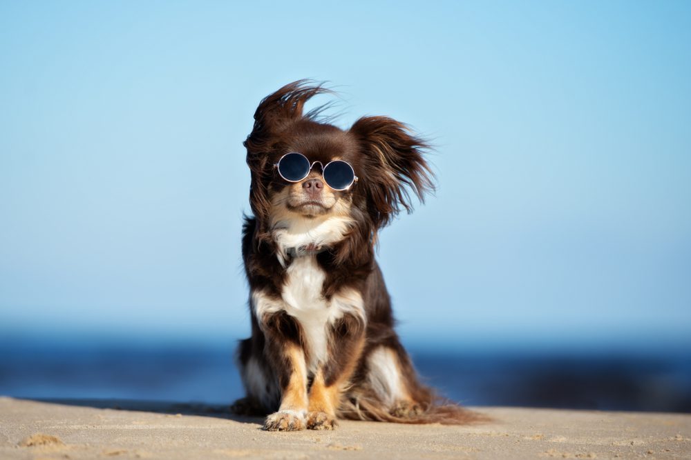 Should You Shave Your Long-Haired Chihuahua in the Summer?
