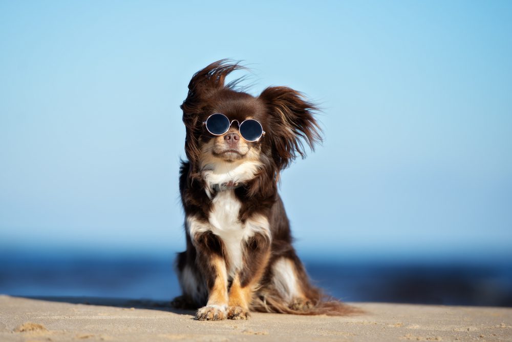 long haired chihuahua sitting on beach wearing sunglasses and wind blowing through his hair