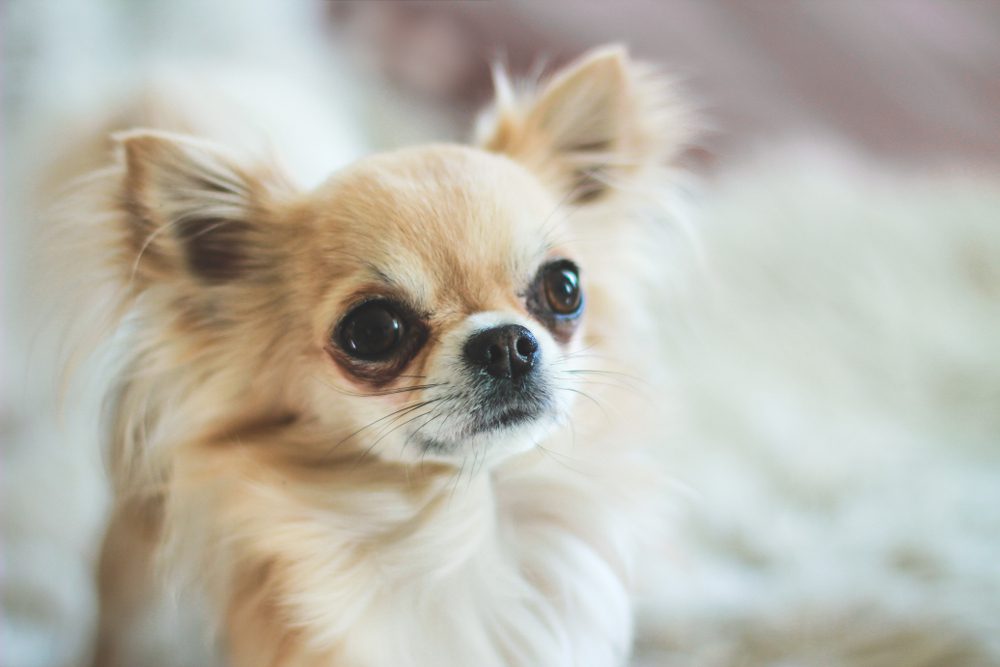 cream long haired chihuahua with brown rusty tear stains