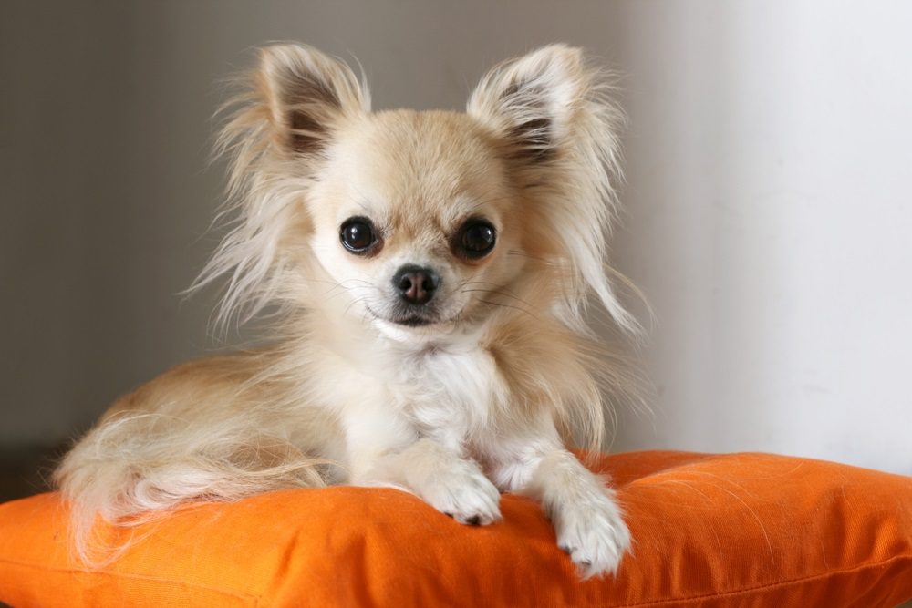 cream long haired chihuahua sitting on an orange pillow