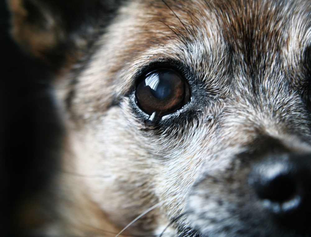close up view of chihuahuas right eye with tear. sad chihuahua