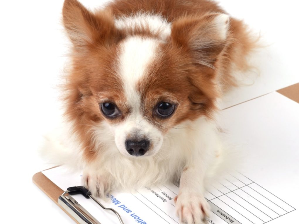 tan and white long haired chihuahua lying on a clipboard hold medical records 