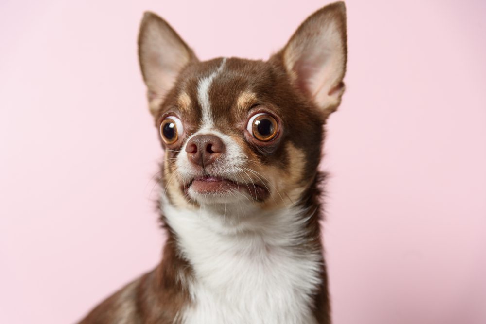 brown chihuahua looking very surprised pink background