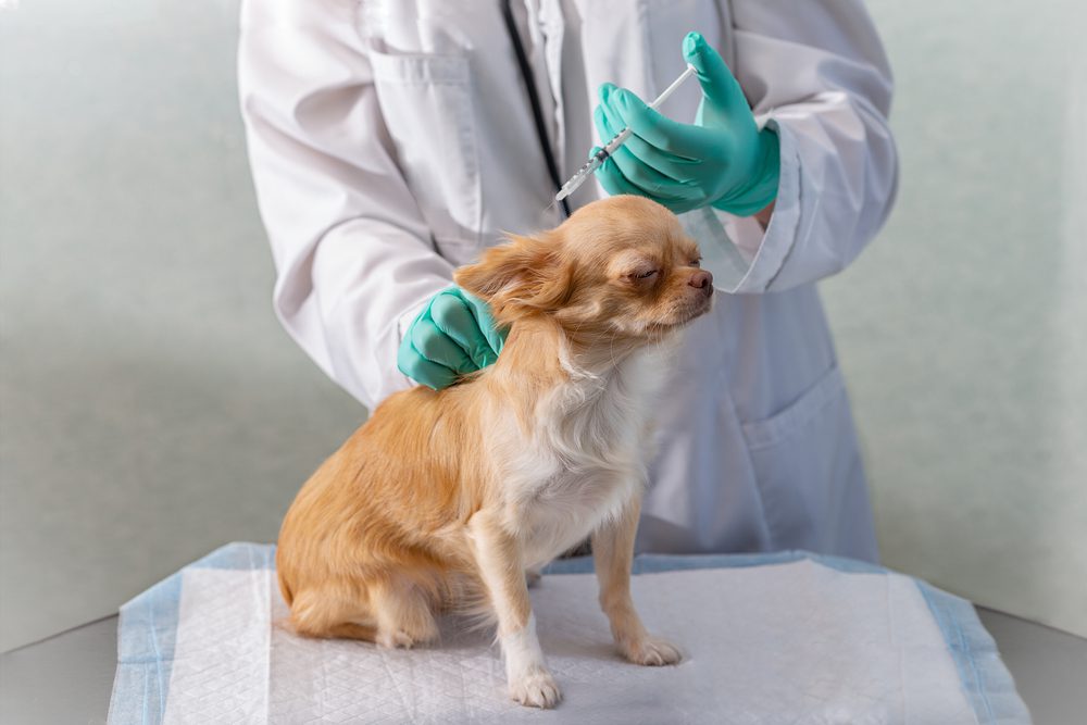 tan and white chihuahua facing to the right of the camera getting a vaccine from a veterinarian