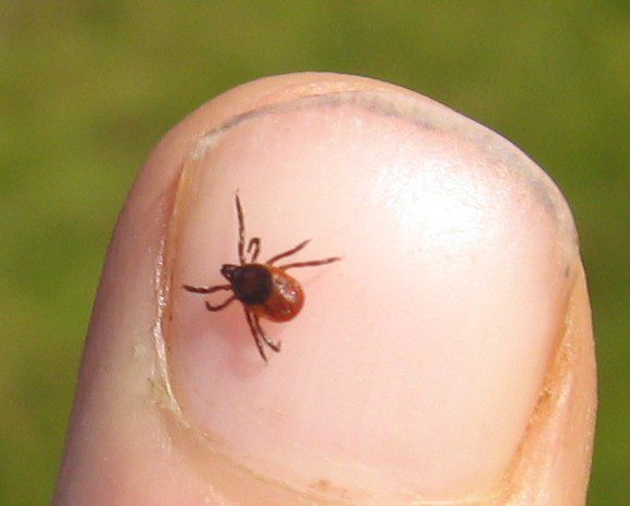 a close up of a deer tick on a human finger nail