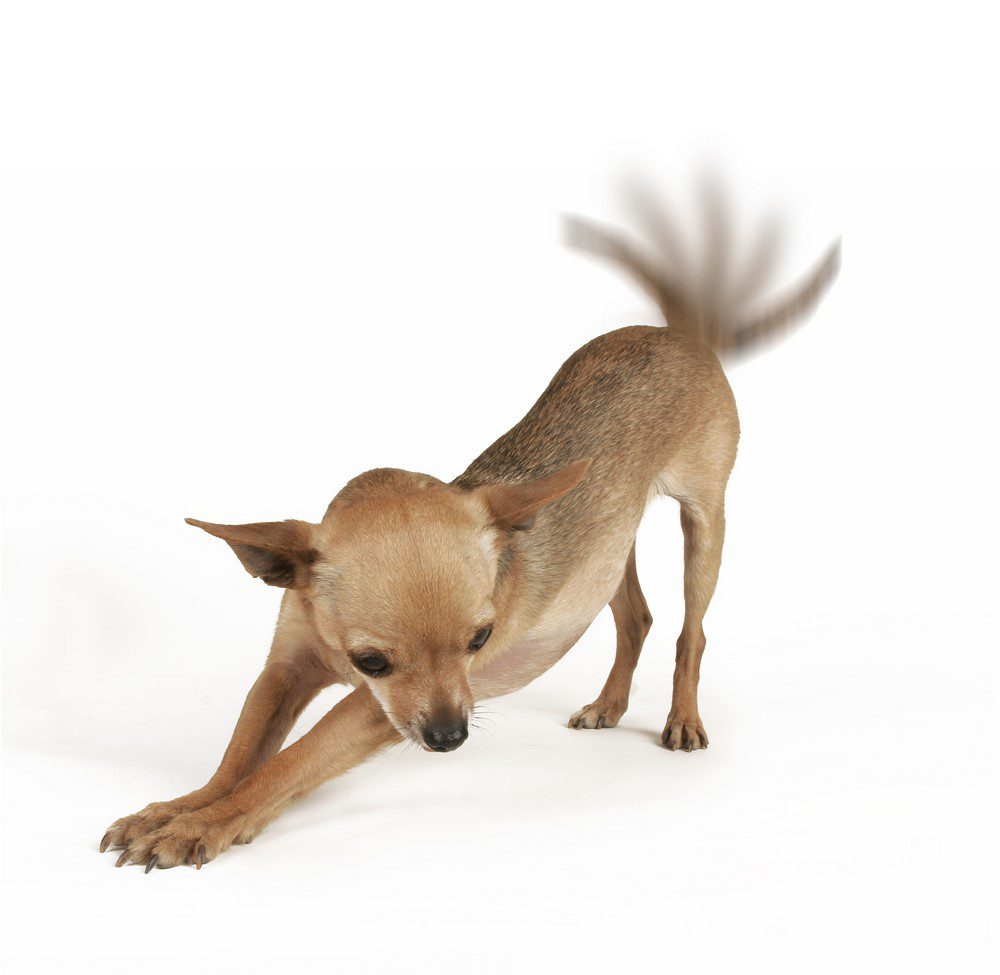 brown chihuahua doing the play bow with bottom up, paws front down tail wagging on white background