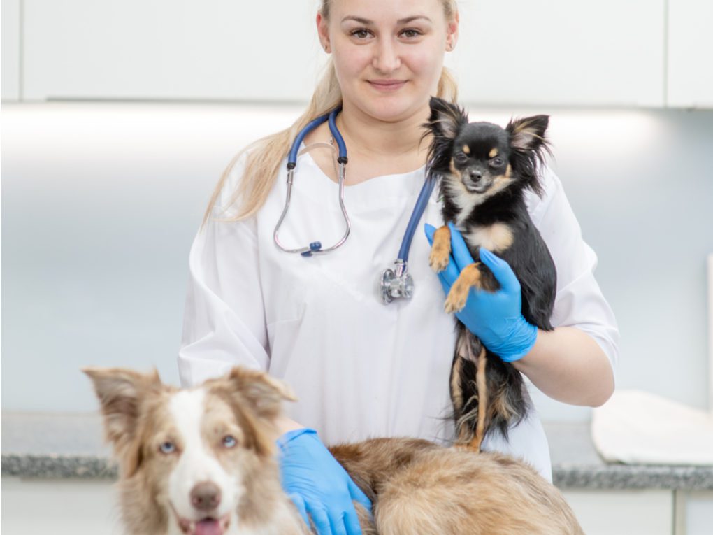 a medium to large sized dog with blue eyes and a veterinarian holding a black and tan chihuahua