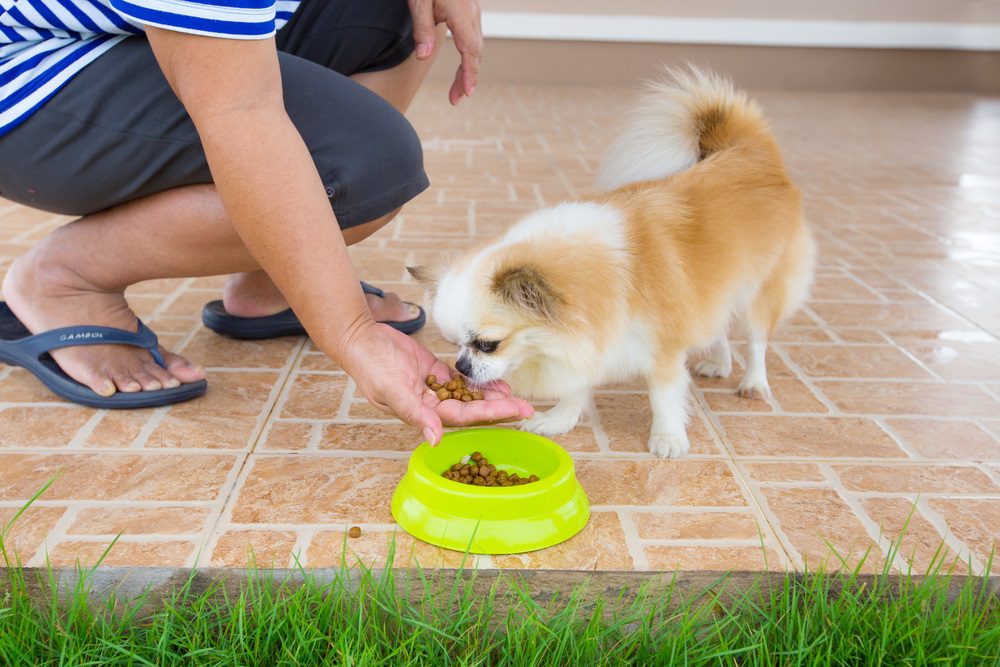 woman hand feeding a tan and white chihuahua over a dog dish with more food in it on patio showing green grass in forefront