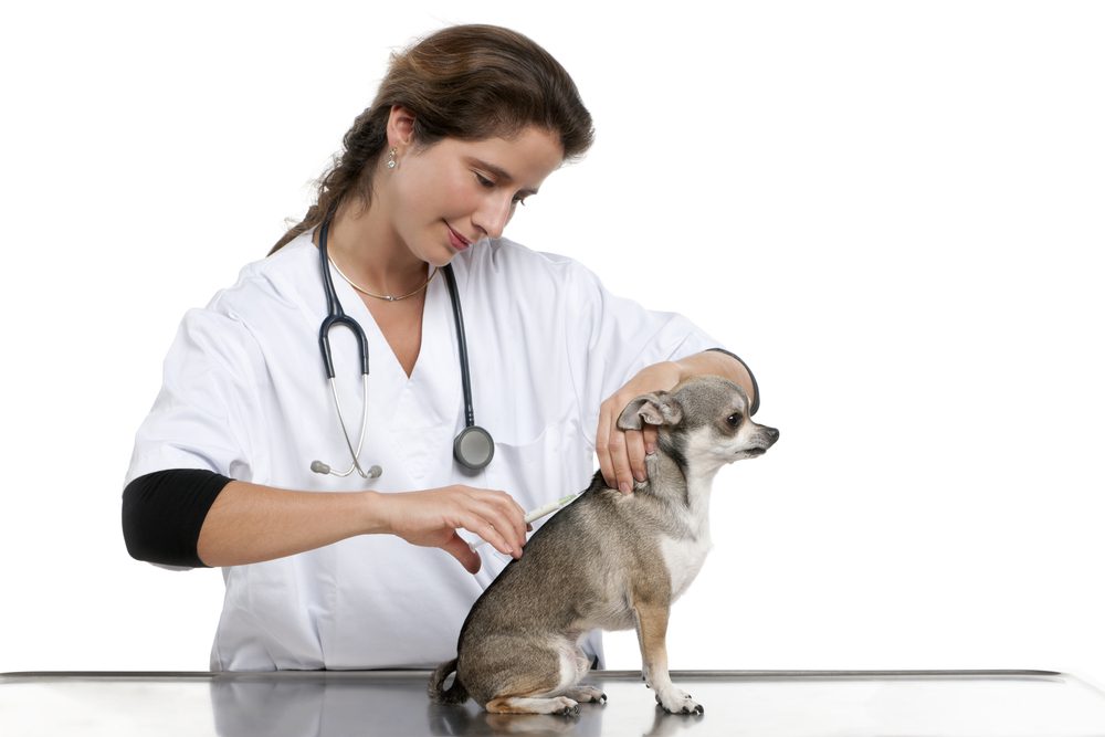 a female veterinarian giving a vaccine to a brown/grey short haired chihuahua with a white background