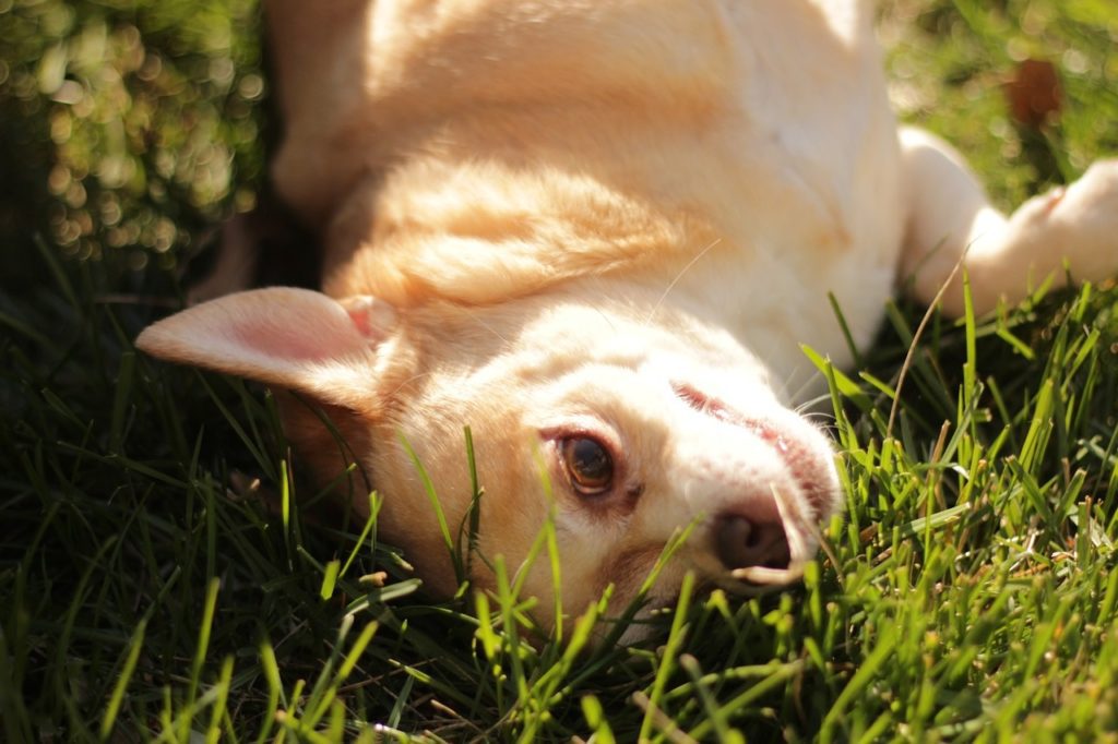 tan and white chihuahua lying in grass on their back and appears to be smiling