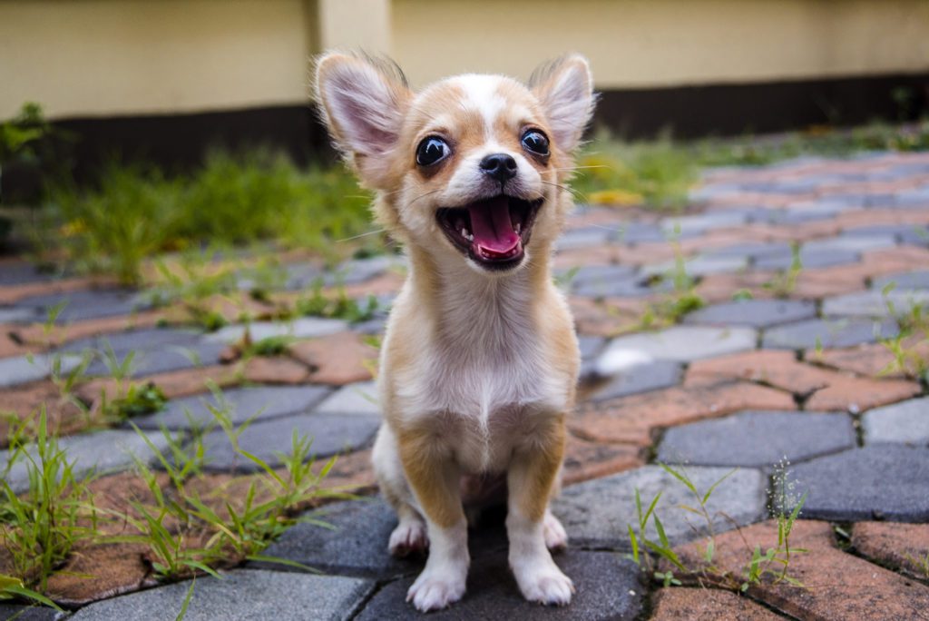very happy and smiling tan and white chihuahua sitting on cobble stones