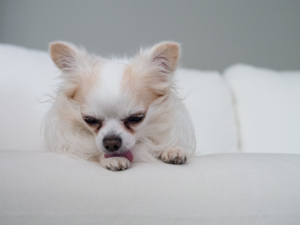 white and fawn chihuahua on couch licking front paw with blurry background