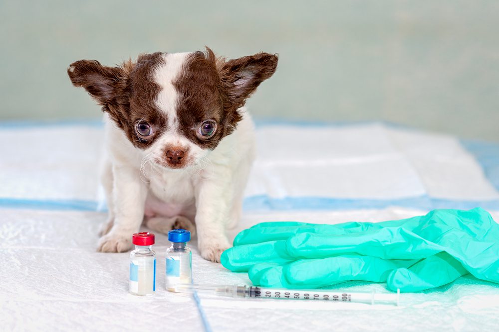 brown and white baby chihuahua with two vaccine vials, gloves, and a syringe in front