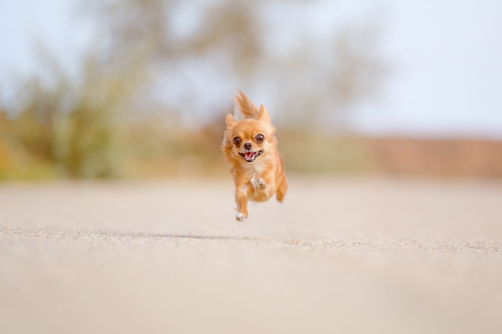 tan chihuahua running with paws off the ground and mouth open appearing to smile with blurry background