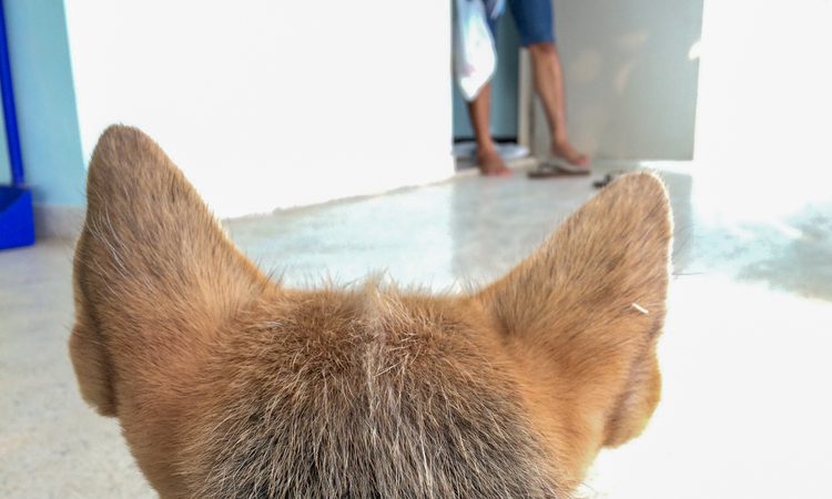 the back of a brown chihuahuas head looking toward a door with two people coming through a door all you see of the people is their legs