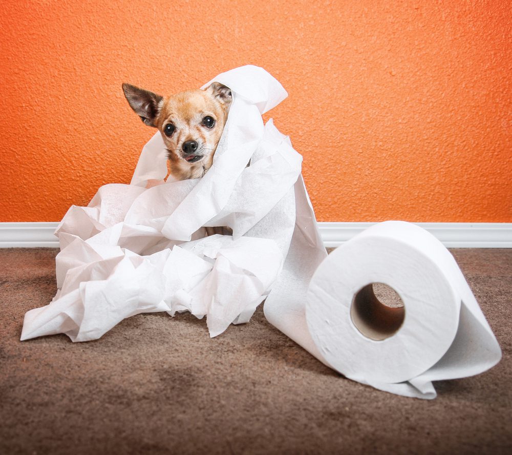 chihuahua in the middle of rolled out toilet paper sitting on carpet in front of an orange wall