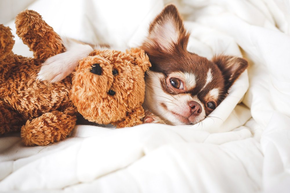 a brown and white happy chihuahua lying on bed with paw around teddy bear