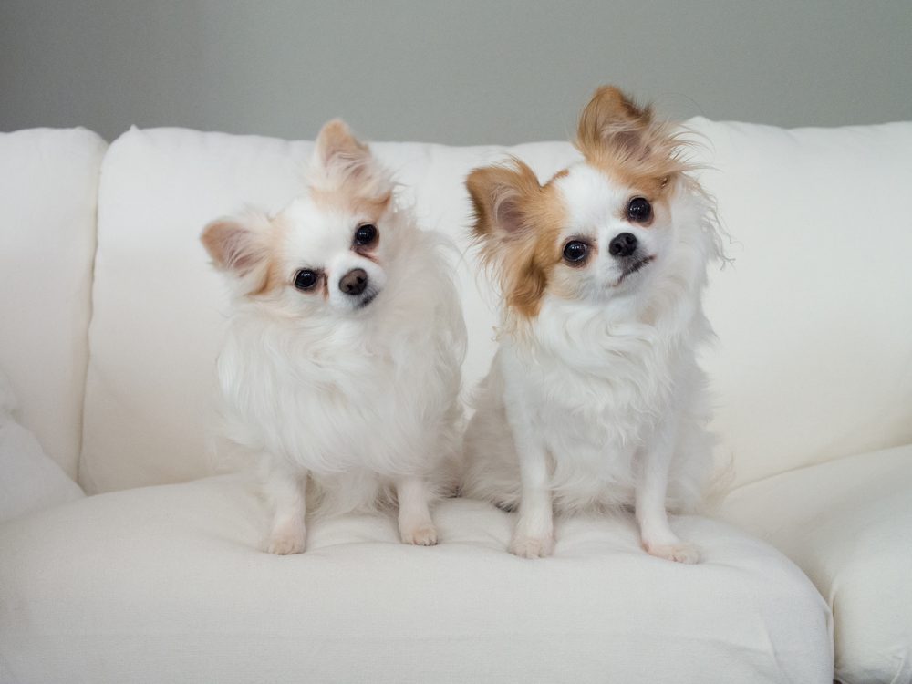 two long haired tan and white chihuahuas sitting on couch both have heads tilted to the side