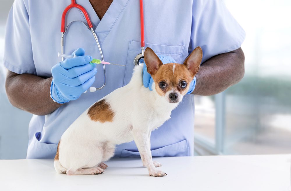 a chihuahua about to receive a vaccine with risks looking at the camera