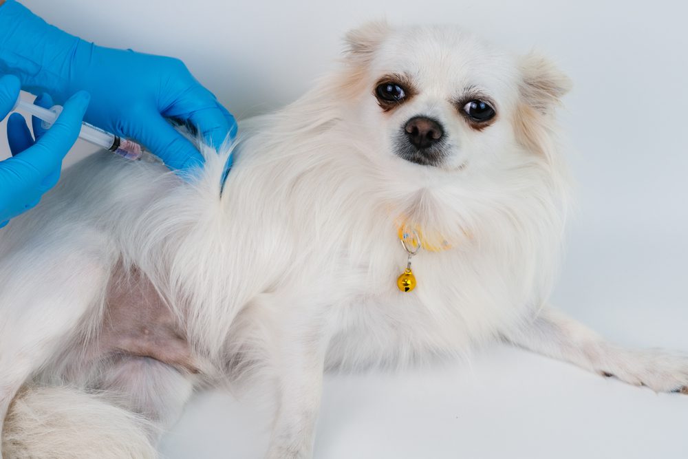 white long haired chihuahua getting a vaccine