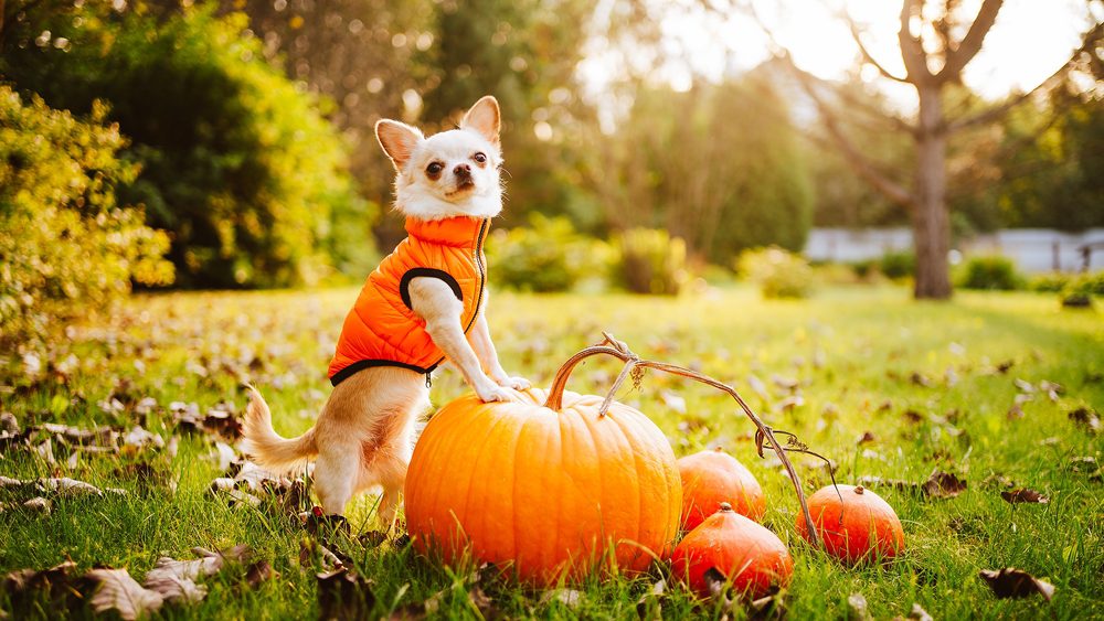 cream chihuahua wearing an orange jacket standing with front paws on a pumpkin, looking at the camera fall background with lake in far distance