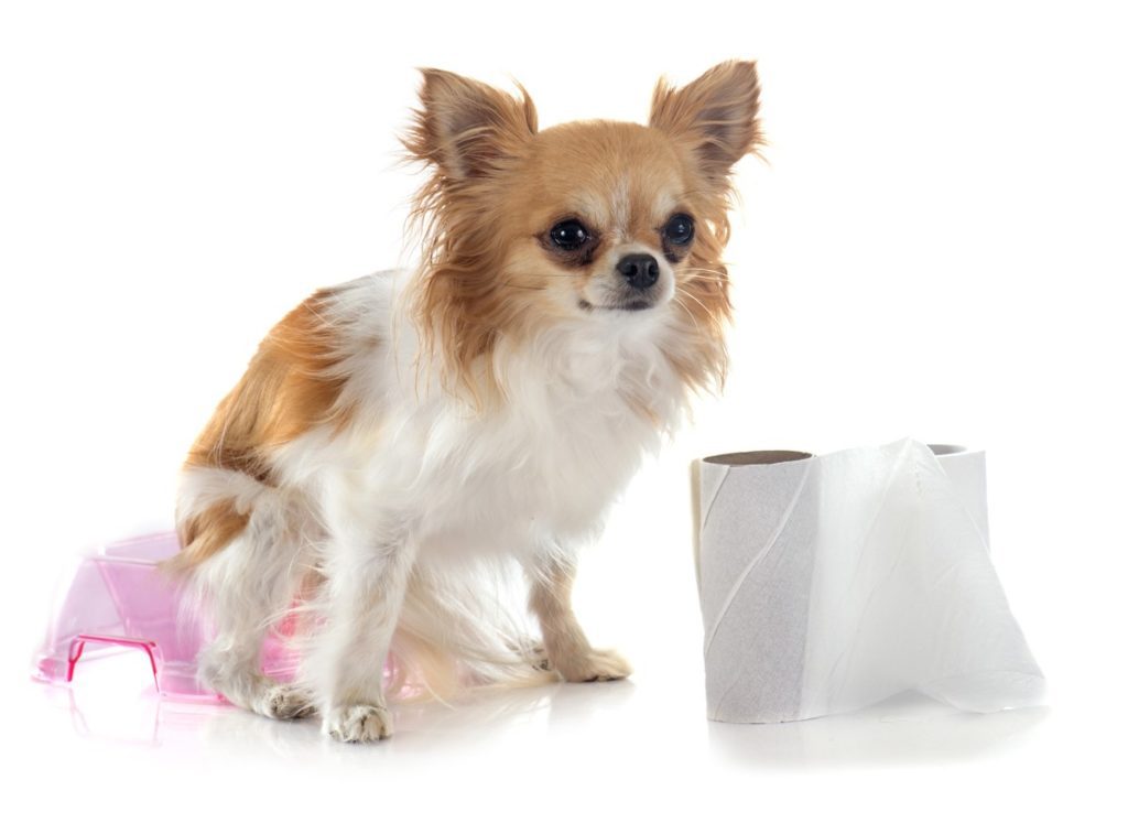 potty training a chihuahua sitting on a tiny baby potty seat with roll of toilet paper in front of him