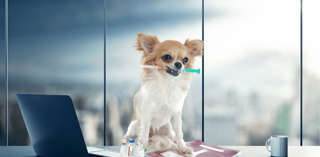a chihuahua with a syringe in mouth sitting on a desk in an office with a book and vials in front background is city blurred