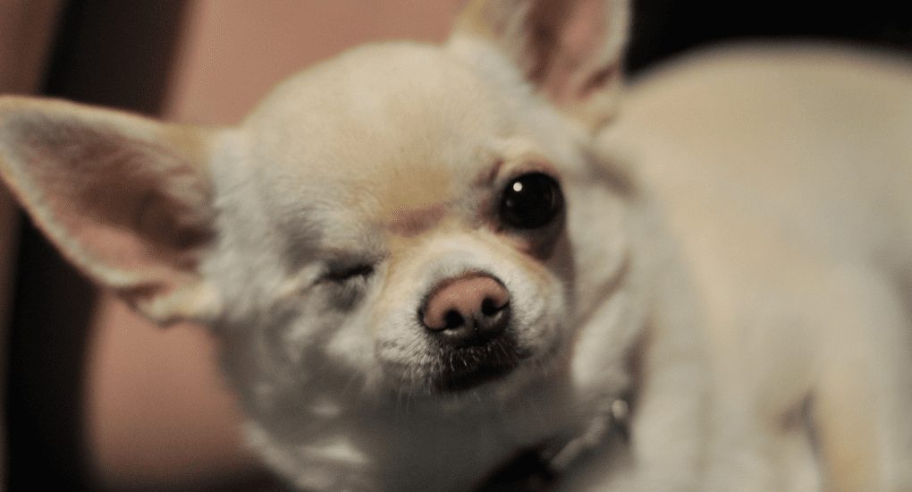 Chihuahua missing one eye facing camera