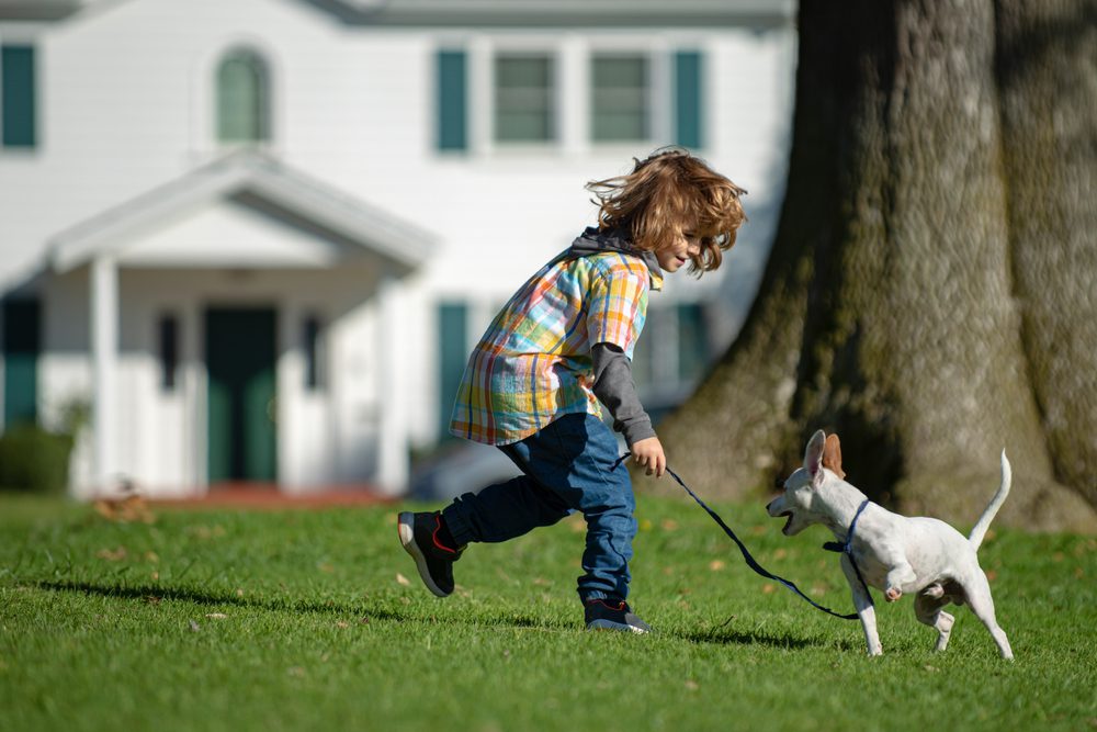 A child and a white chihuahua plying on a green lawn in front of a white house