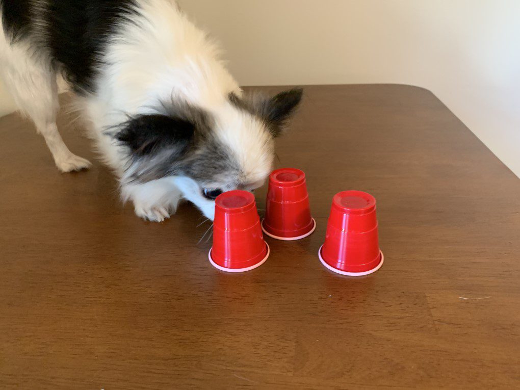 black and white long haired chihuahua playing a scent game hiding treats under small solo cups