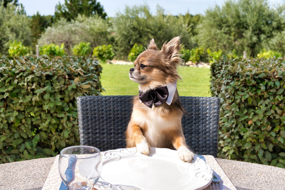 Chihuahua with collar and black bow tie sitting at an outdoor table with fine china and a wine glass